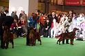 Crufts2010 1161